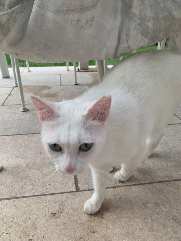 MICIA cerca casa Foto 4